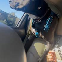 Thumbnail photo of Loki #2