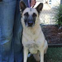 Thumbnail photo of Duchess #2