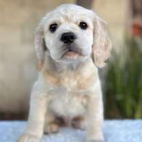 Thumbnail photo of Melon: Honeydew #2