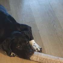 Thumbnail photo of Noir #4