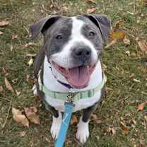 Thumbnail photo of Panda #1