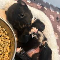 Thumbnail photo of Yankee #2