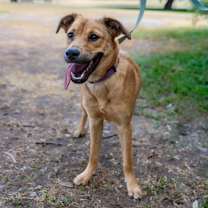 Thumbnail photo of Lainey JE #1