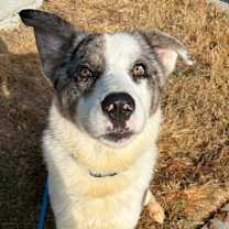 Thumbnail photo of Tommy #2