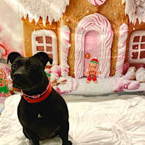 Thumbnail photo of Hanzo #1