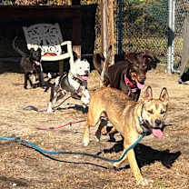 Thumbnail photo of Colby #3