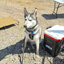 Thumbnail photo of Apollo #1