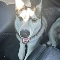 Thumbnail photo of Apollo #2