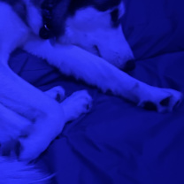 Thumbnail photo of Apollo #3