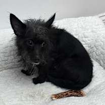 Thumbnail photo of Elphaba #3