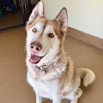 Thumbnail photo of King #2