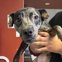 Thumbnail photo of Patches* #1