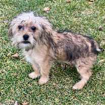 Thumbnail photo of Parfait #2