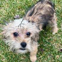 Thumbnail photo of Parfait #4