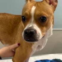 Thumbnail photo of JOAN #2