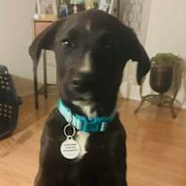 Thumbnail photo of Gracie McWaggle #1