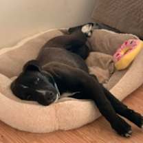 Thumbnail photo of Gracie McWaggle #2