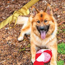 Thumbnail photo of Canelo #1