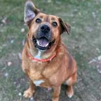 Thumbnail photo of Rufus #3