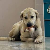 Thumbnail photo of Harry #2