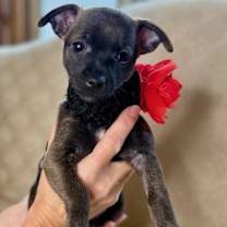 Thumbnail photo of Nutmeg Spice #2