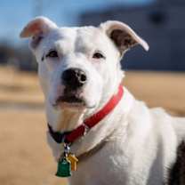 Thumbnail photo of Henrietta #2