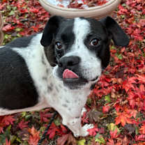 Thumbnail photo of Tito #3