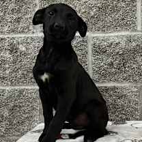 Thumbnail photo of Otis #1