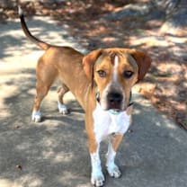 Thumbnail photo of Peanut #1