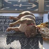 Thumbnail photo of Bee #3