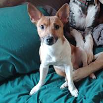 Thumbnail photo of Scottie #1