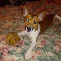 Thumbnail photo of Scottie #2