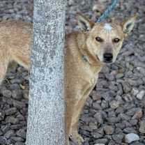 Thumbnail photo of Bindi* #2