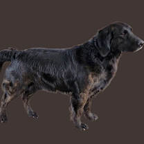 Thumbnail photo of Luckee #2