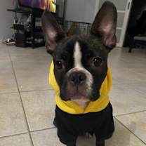 Thumbnail photo of Maverick #1