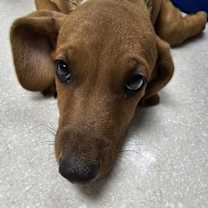 Thumbnail photo of Santino #4