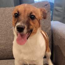 Thumbnail photo of Ginger #2