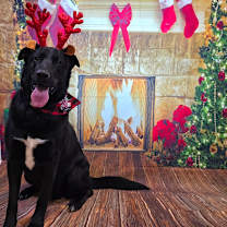 Thumbnail photo of Koda #1