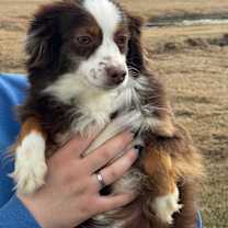 Thumbnail photo of Freckles #2