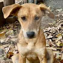 Thumbnail photo of Tater #2