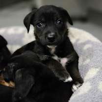 Thumbnail photo of Seal #2