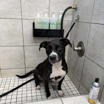 Thumbnail photo of Dixie #2