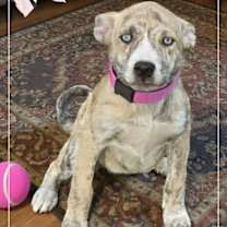 Thumbnail photo of Rowen #2