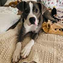 Thumbnail photo of Blue #2