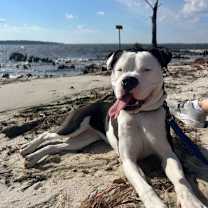 Thumbnail photo of Shelby #1