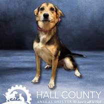 Thumbnail photo of Fern #2