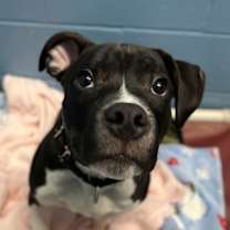 Thumbnail photo of Green Bean #3