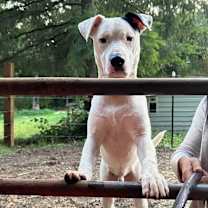 Thumbnail photo of Ringo #2