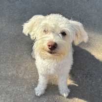 Thumbnail photo of Noel #1