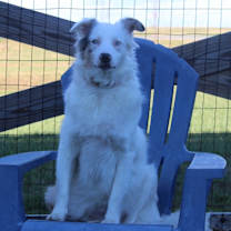 Thumbnail photo of Ollie #3